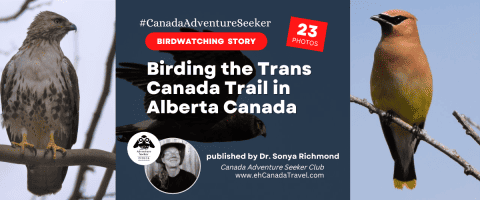 Birding-the-Trans-Canada-Trail-in-Alberta-Canada