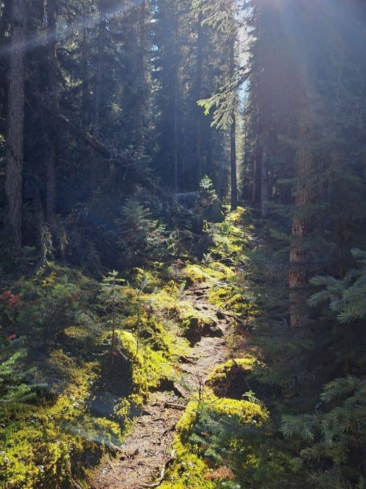 Sun peaks through the forest to illuminate the Henry MacLeod Trail on Maligne Lake