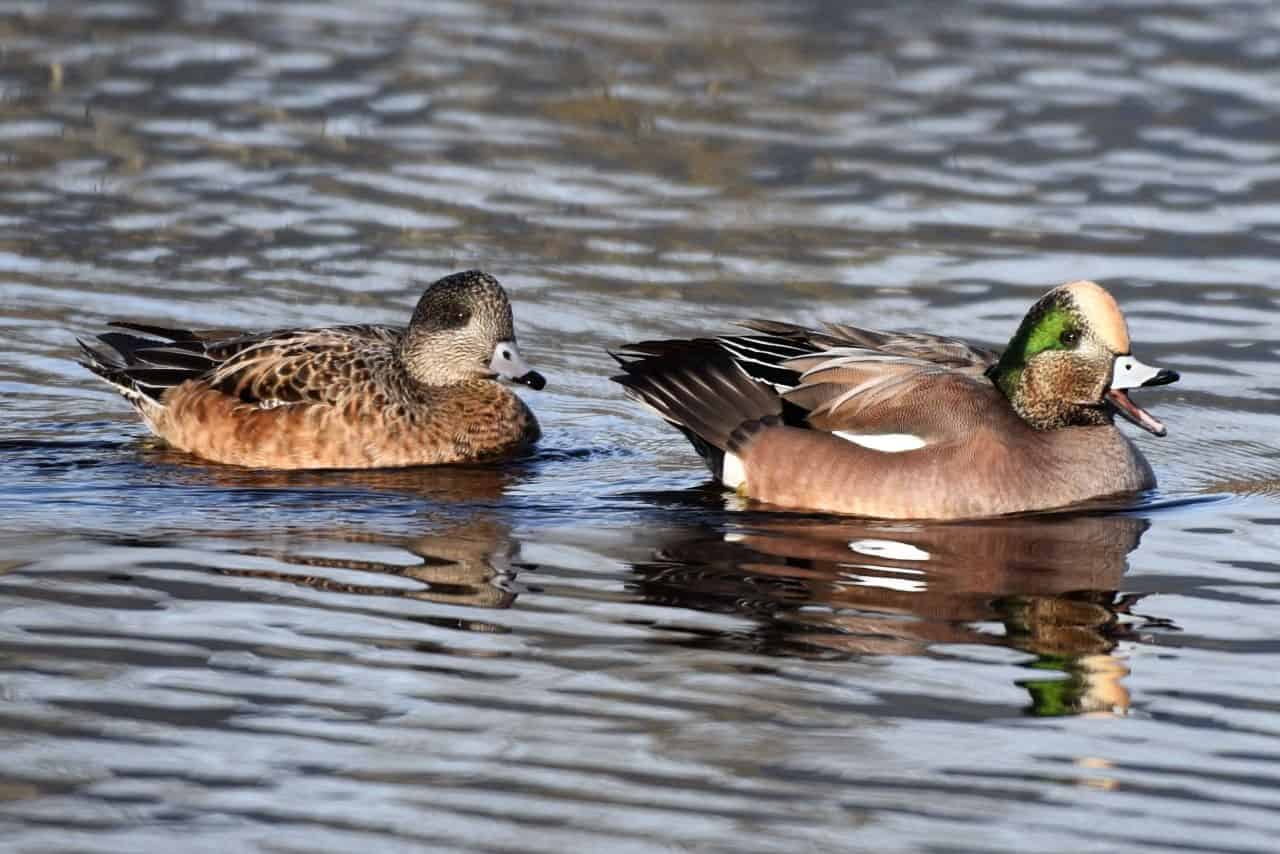 Large flocks of waterfowl can been seen in Burrard Inlet off the pier at Rocky Point Park, Port Moody, BC, especially in fall and winter.  American Wigeons were a highlight for us while birding British Columbia from the Trans Canada Trail