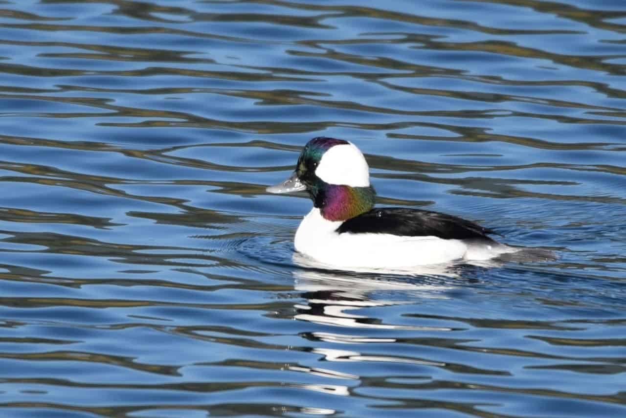 Rocky Point Park, Port Moody, BC is a birding hotspot, offering visitors a chance to see over 170 bird species, incluidng forest birds, song birds, gulls, shorebirds, and waterfowl like this Bufflehead.