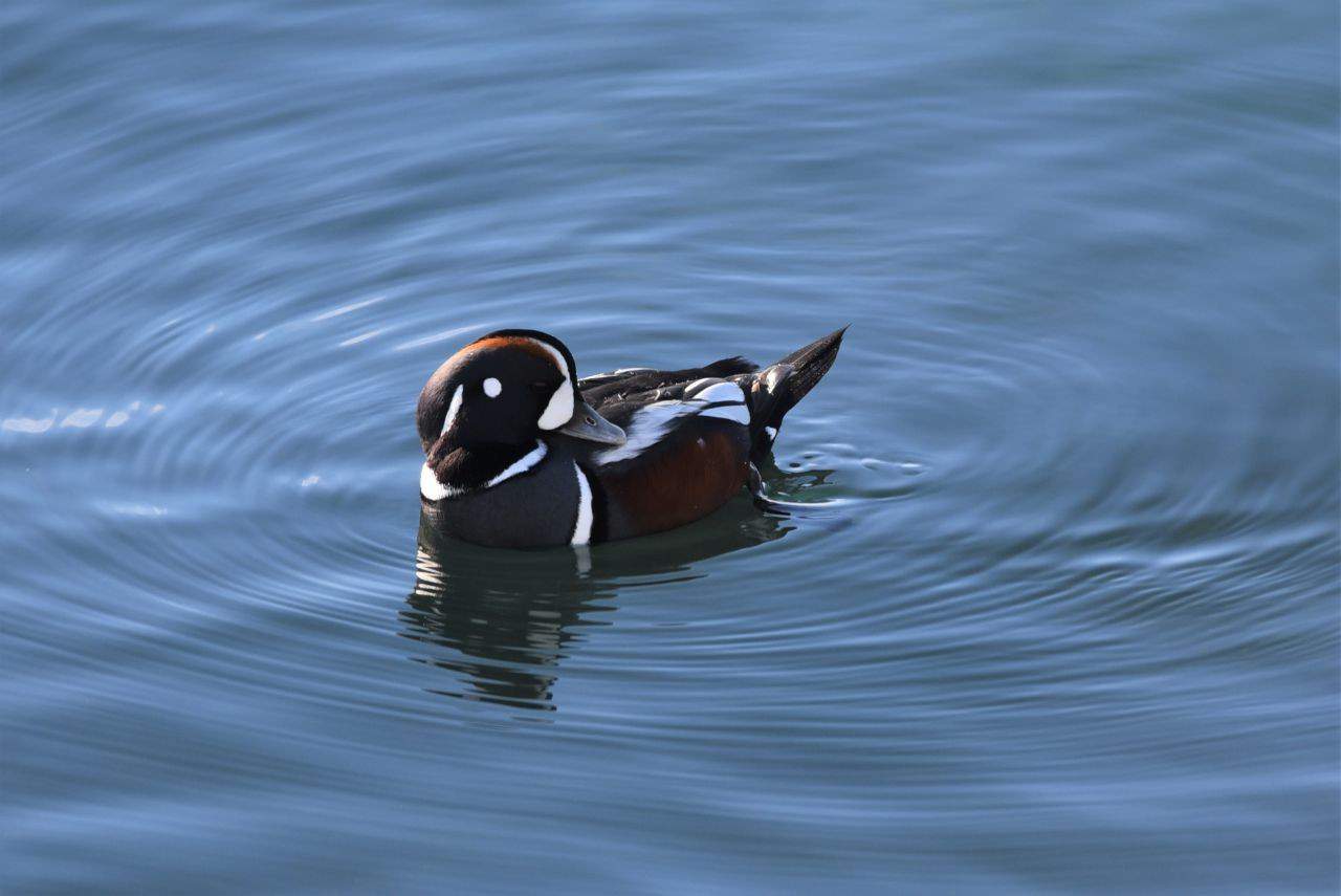 Harlequin Ducks made a colourful splash in Okanagan Lake when we were birding the Penticton Waterfront in BC on the Kettle Valley Rail Trail portion of the Trans Canada Trail.