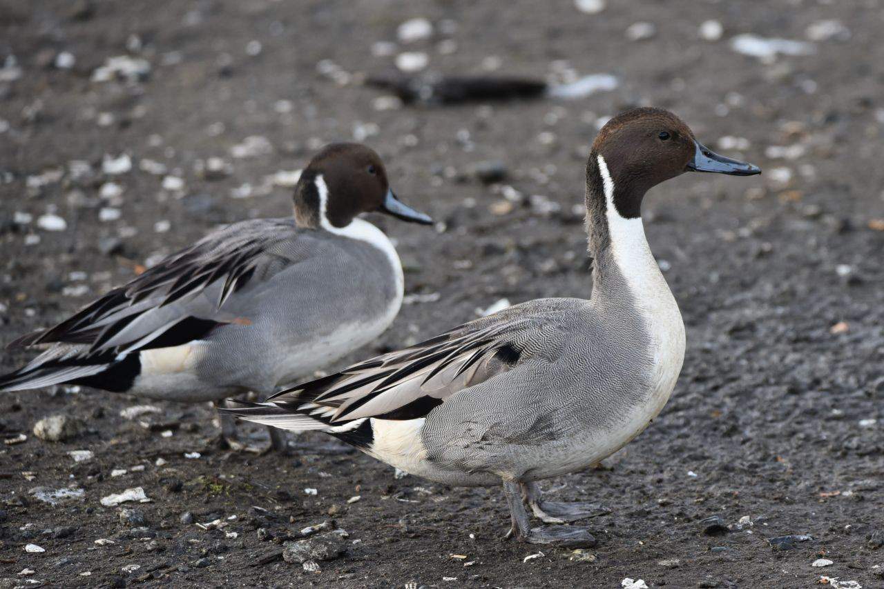The Esquimalt Lagoon Migratory Bird Sanctuary Victoria British Columbia is a popular birding hotpsot in BC.  The lagoon offers close-up views of gulls, geese, songbirds, and ducks, like these elegant Northern Pintails.