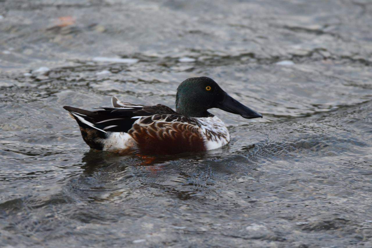Over 235 species of birds have been reported at the Esquimalt Lagoon Migratory Bird Sanctuary, Victoria, British Columbia, including Northern Shovelers.