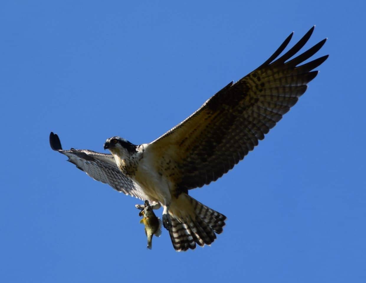 Kootenay Lake hosts one of the highest densities of nesting Osprey in BC, Canada, making the Nelson Waterfront Trail in Nelson, BC is a birding hotspot along the Trans Canada Trail.