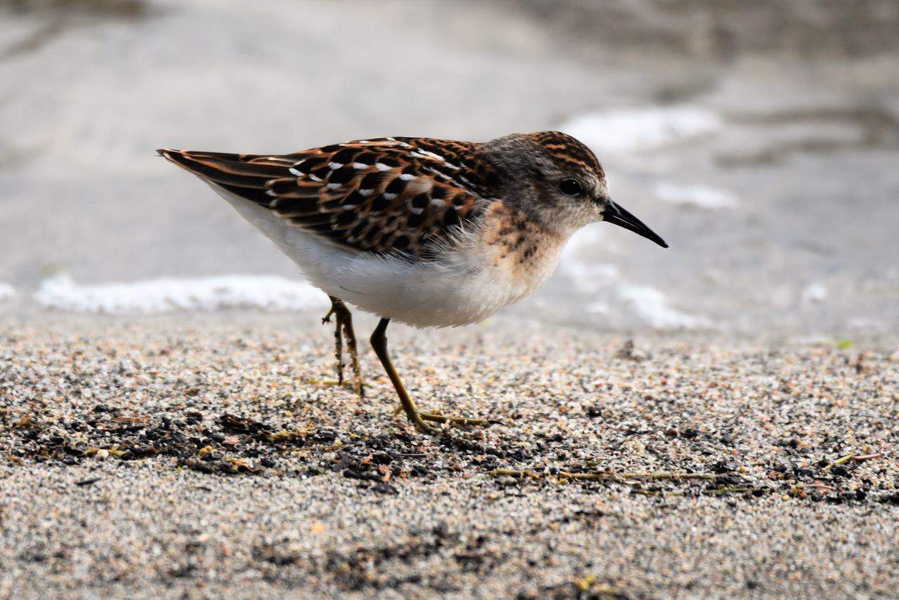 Boothman's Oxbow Provincial Park, Grand Forks, BC is on the banks of the Kettle River.  Its sandy beaches and rocky shores are good place to find shorebirds, like this Pectoral Sandpiper.
