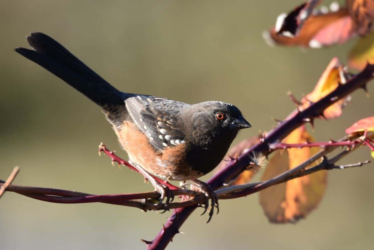 The Kimberley Nature Park in Kimberley, BC is the largest municipal park in BC, and it is a birding hotspot.  While hiking the Trans Canada Trail through the park, the Spotted Towhee was an avian highlight.