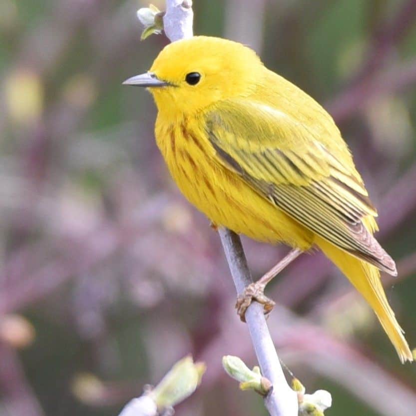 The Nelson Waterfront Trail, Nelson, BC was a highlight of birding Birding British Columbia from the Trans Canada Trail.  Colourful songbirds like this Yellow Warbler are easily spotted in Rotary Lakeside Park in spring.