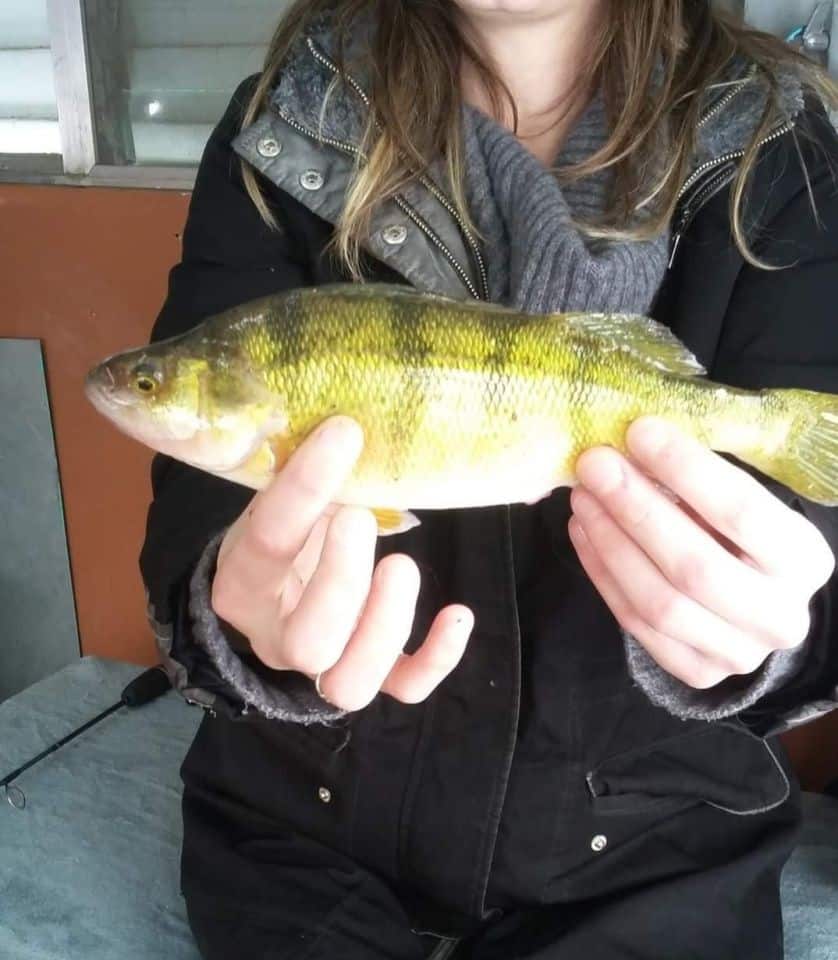 Jumbo perch are fun to catch while ice fishing in Canada. Perch are found all over Canada.