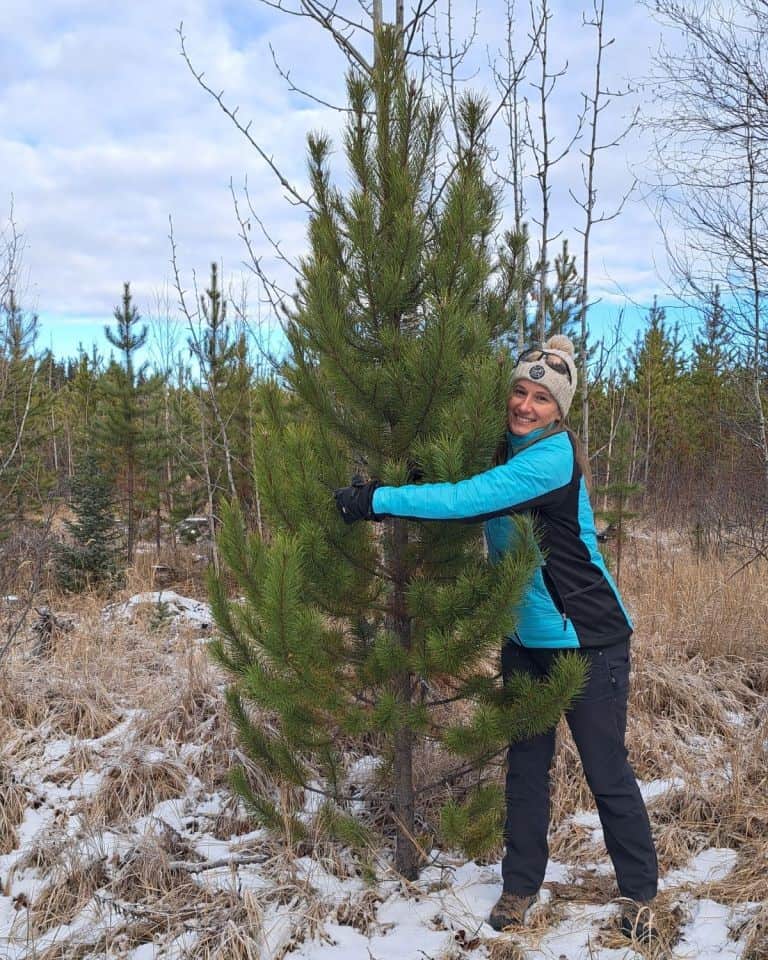 Christmas Tree Hunt Day of Adventures near Edmonton Alberta Canada