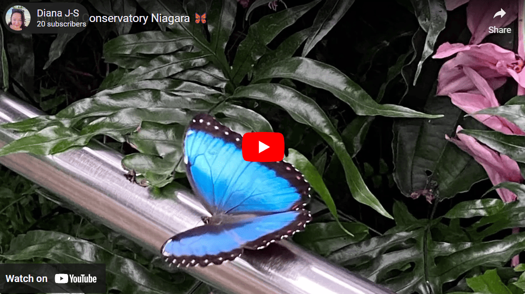 Winged Wonders: Exploring the Butterfly Conservatory in Niagara, Ontario