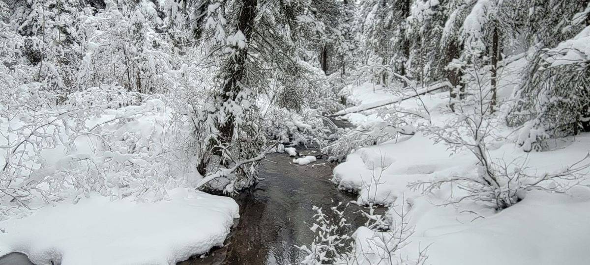 Fresh snow covers the ground next to a stil flowing babling brook near Johnson Lake in Banff National Park in the Canadian Rockies