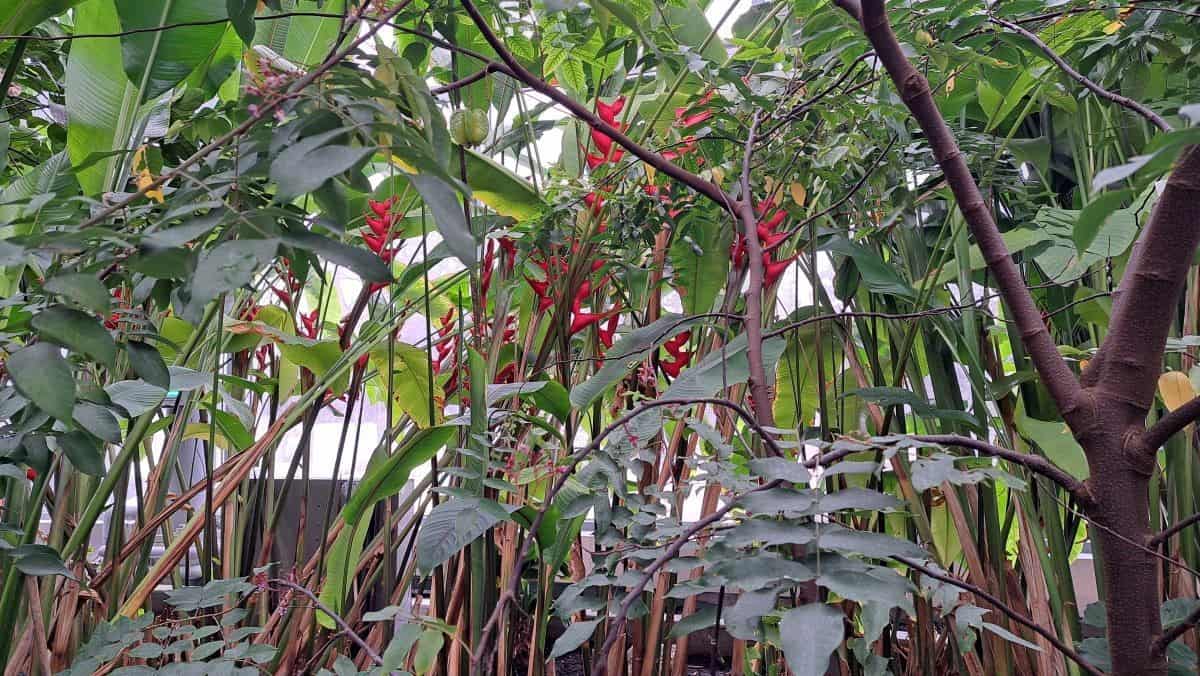 A lush tropical garden with beautiful red flowers at The Leaf in Manitoba Canada