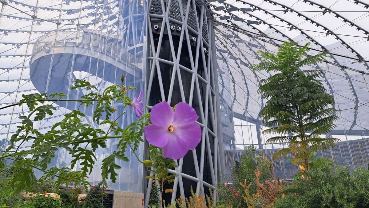 The Leaf's architecture is is inspired by the complexities of nature resulting in an organic form to the building reflecting the plant life within its biomes