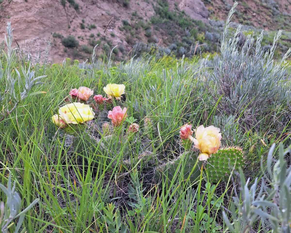 Pink and yellow flowers bloom on the cacti in the Massold Clay Canyons at Claybank Brick Plant.