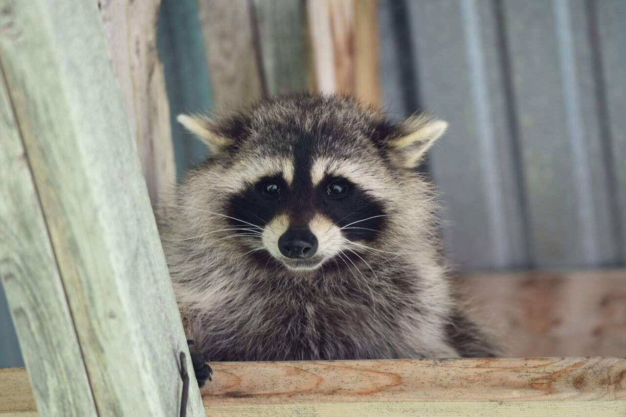 A curious raccoon peeks out along the Crow Wing Trail / Chemin St. Paul, offering pilgrims a playful wildlife encounter while exploring Manitoba’s prairie and forested landscapes on this Canadian Camino route.