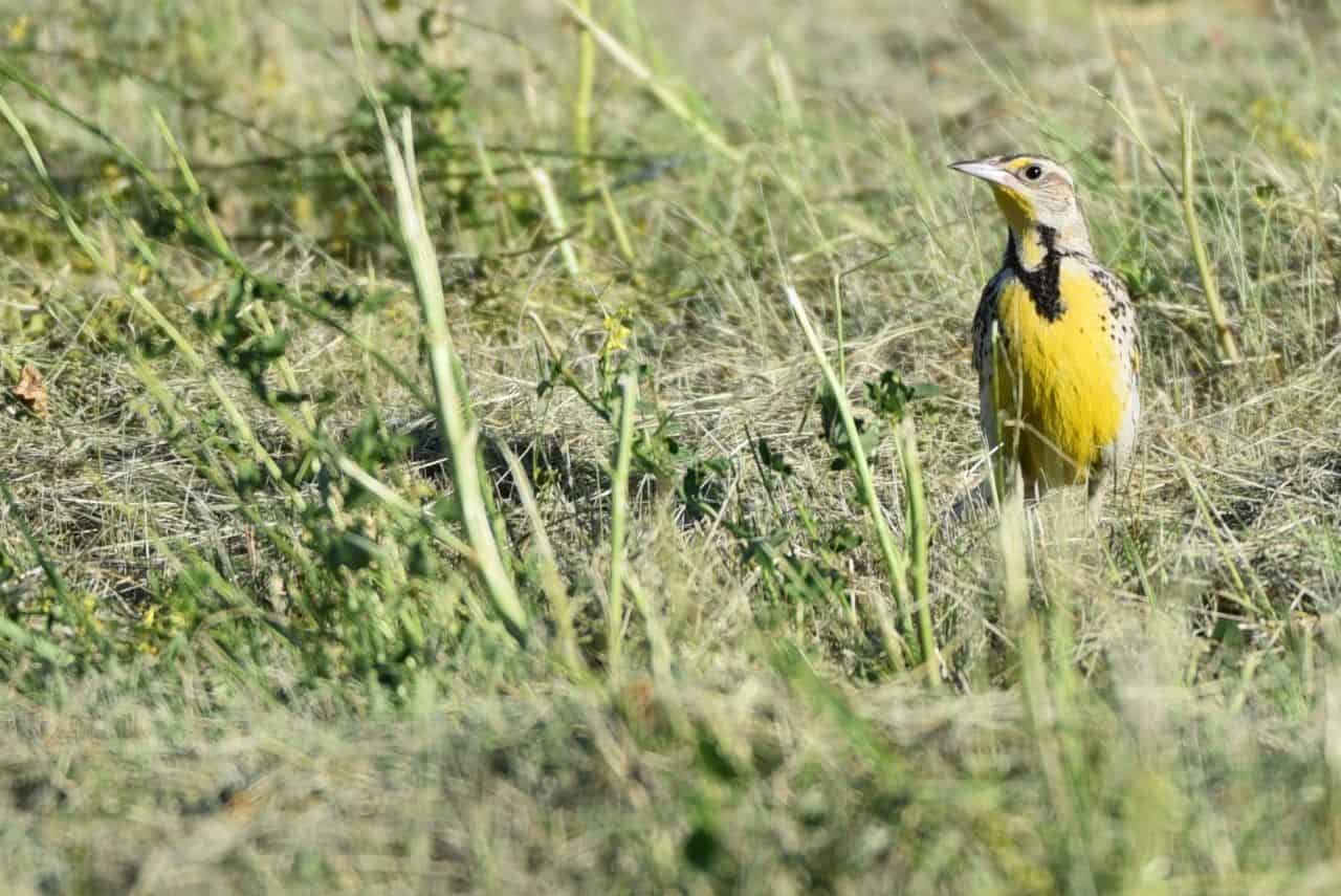 The Western Meadowlark, Manitoba’s iconic prairie songbird, is a common companion along the Crow Wing Trail / Chemin St. Paul. Pilgrims encounter its melodic calls amid wildflowers, fields, and open prairie landscapes.