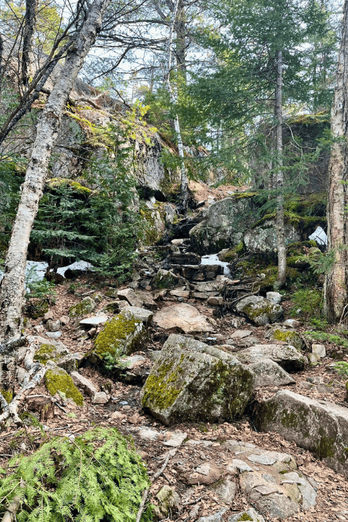 A narrow hiking trail, littered with large boulders, pine and birch trees,