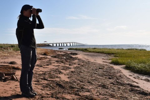 Discover top birding hotspots in Canada using the eBird app—perfect for travelers seeking wildlife encounters and rare bird sightings on their nature-filled journey.