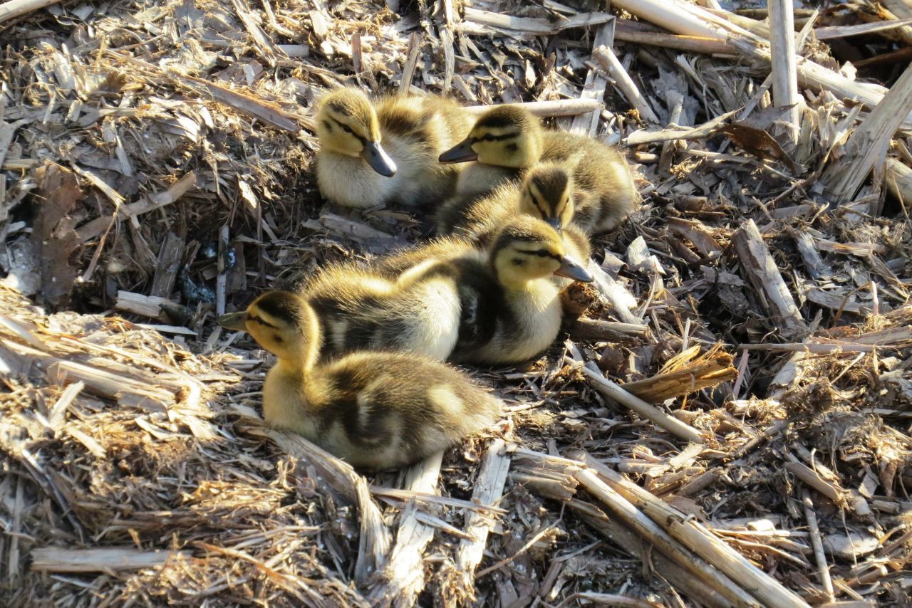 A cluster of goslings huddled in their nest highlights the need for careful observation that does not separate adults and young. Responsible birding in Canada ensures nests remain undisturbed.