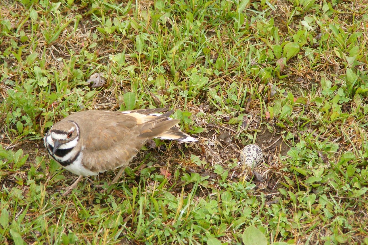 A Killdeer leaves her nest, showing why birders must keep their distance. Respecting nests and young is key to ethical birding in Canada, protecting fragile wildlife during sensitive seasons.