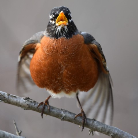 A plump American Robin belts out its song, reminding birders that minimizing noise is essential. Responsible birding in Canada ensures birds sing freely while travelers enjoy ethical, mindful wildlife observation.