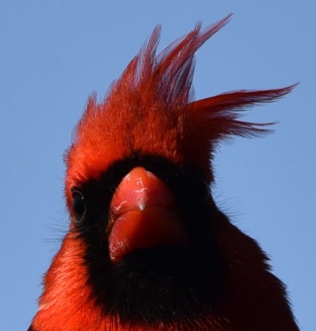 A hilariously bewildered Northern Cardinal reminds birders that dogs, drones, and other disturbances can stress wildlife. Responsible birding in Canada means minimizing disruptions and observing ethically for safer, happier birds.
