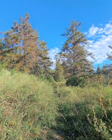 A section of overgrown trails on a sunny summer day on the Gateway Hills Trail system