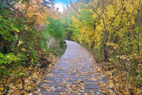 Strolling along Rennie’s River Trail in St. John’s, Newfoundland, with vibrant fall colours and serene creek views — a perfect route to pair with a coffee stop at Coffee Matters.