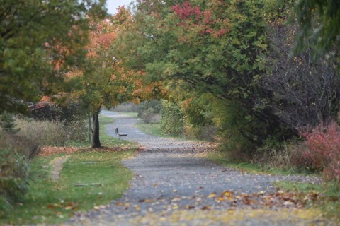 The Quidi Vidi Lake Loop showcases why it belongs on our list of the Best Day Hikes in St. John’s Newfoundland Canada, offering an accessible lakeside walk that blends urban nature, wildlife viewing, and slow travel connection.