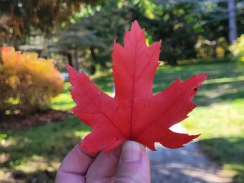 A peaceful trail in St. John’s, NL invites hikers to slow down, connect with nature, and reflect. From riverside paths to coastal walks, every trail offers adventure, discovery, and lasting memories.