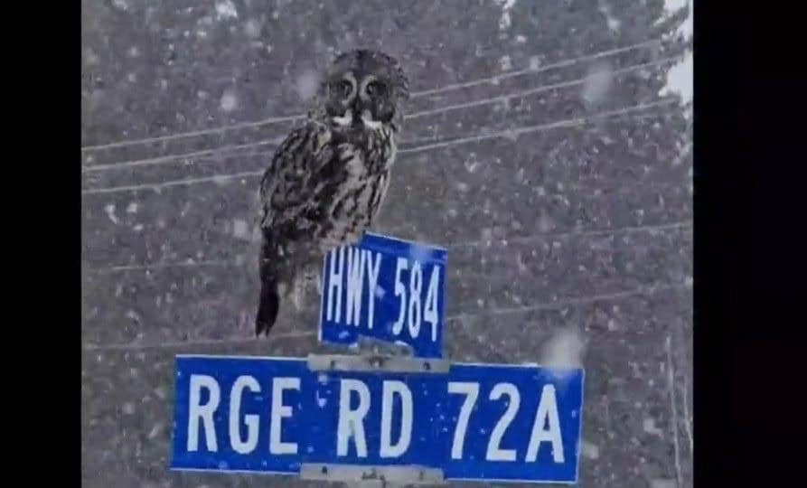 Top 10 video in Canada includes this wildlife shot of a Great Grey Owl