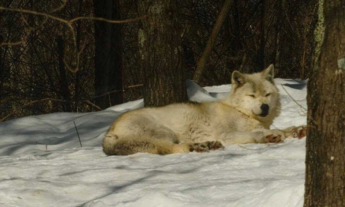 Wolf Centre is one of the best videos in Canada in 2025