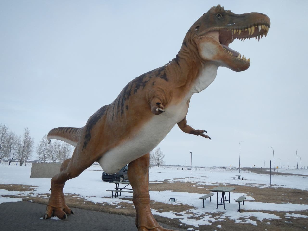 T-Rex in a day use area of southern Alberta Canada