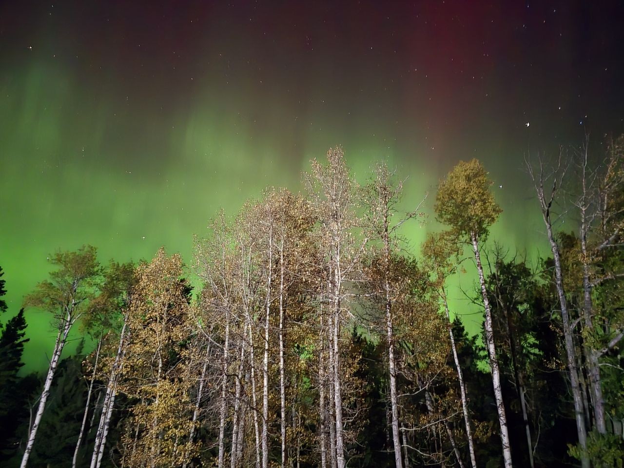 Northern lights glowing over the trees at Bearberry Cabins near Sundre, Alberta, Canada, on a clear night.