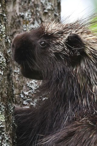 Wildlife encounters, like this porcupine, are part of the Trans Canada Trail experience, offering opportunities to observe animals in their natural habitats across forests, wetlands, and remote regions throughout Canada