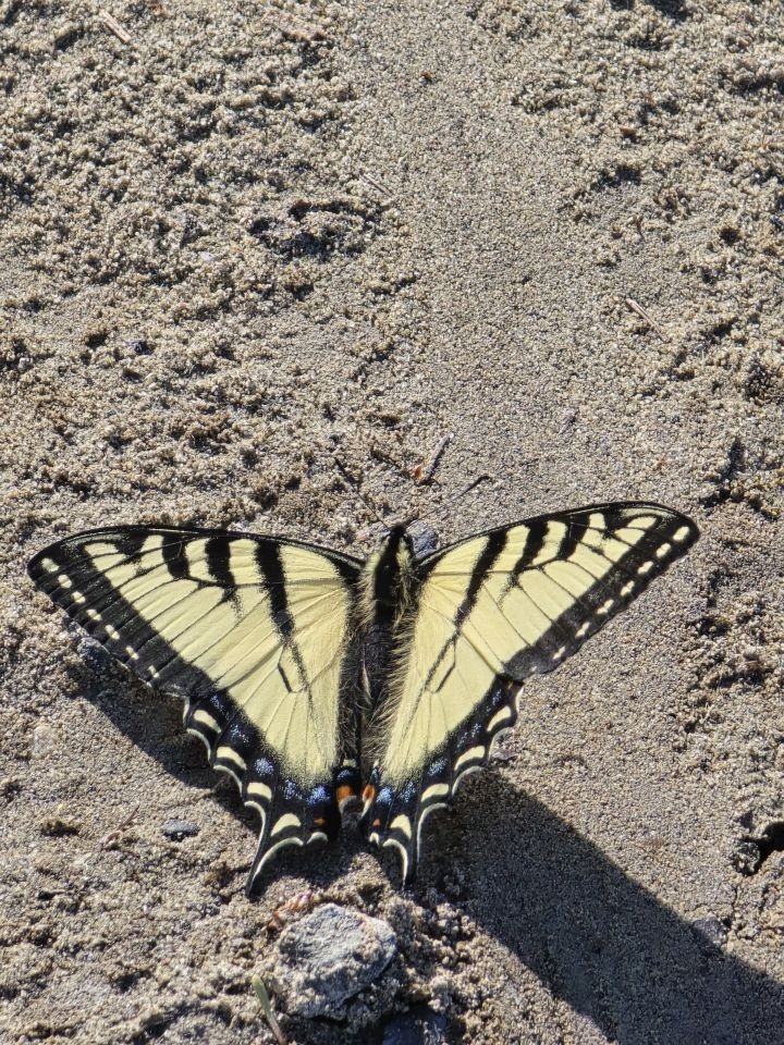 Canadian Tiger Swallowtail butterfly in Clearwater County Alberta during spring in the foothills