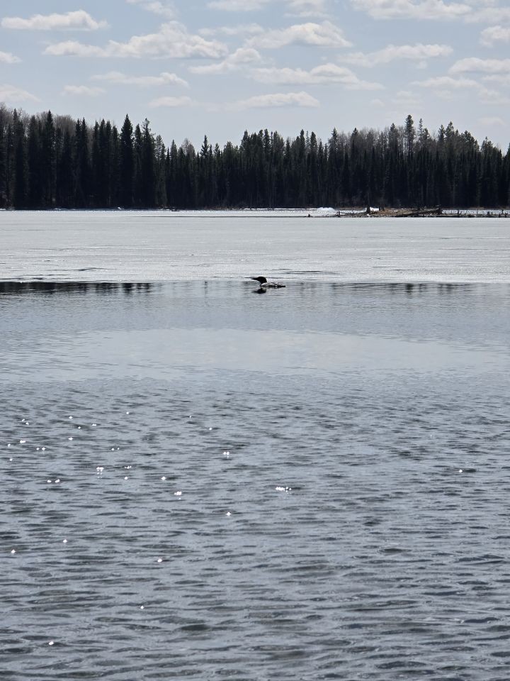 Common loon swimming on a partially frozen lake during early spring melt in Clearwater County Alberta