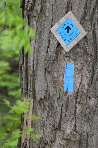 Blue blaze trail marker identifying a Bruce Trail side trail along Ontario’s Niagara Escarpment, guiding hikers to scenic viewpoints, waterfalls, and alternate hiking routes branching from the main trail.