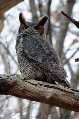 Great horned owl observed along the Bruce Trail in Ontario Canada, illustrating the rich wildlife and birdwatching opportunities hikers can experience across forests, wetlands, and conservation areas along the Niagara Escarpment.