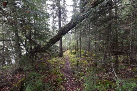 Boreal forest hiking along the Kabeyun Trail in Sleeping Giant Provincial Park near Thunder Bay, featuring mixed woodland, natural paths, and quiet backcountry trekking conditions in Northern Ontario.