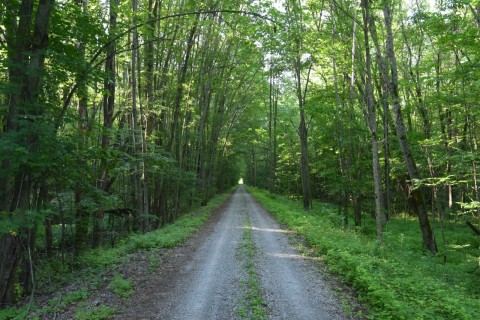 A lush green forest section of the Martyr’s Shrine pilgrimage route offers shade and tranquility, guiding hikers along scenic trails through Ontario’s natural landscapes on this reflective long-distance walk.
