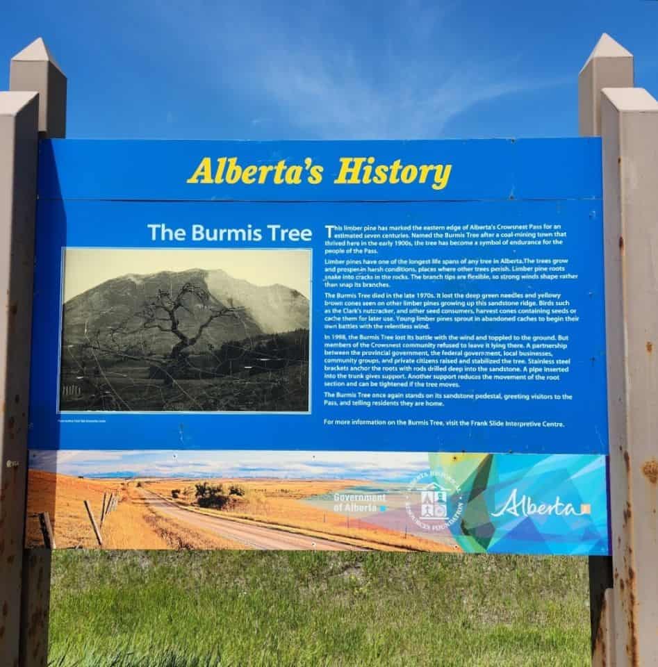 Alberta's most photographed tree is the Burmis Tree in the Crowsnest Pass Alberta Canada