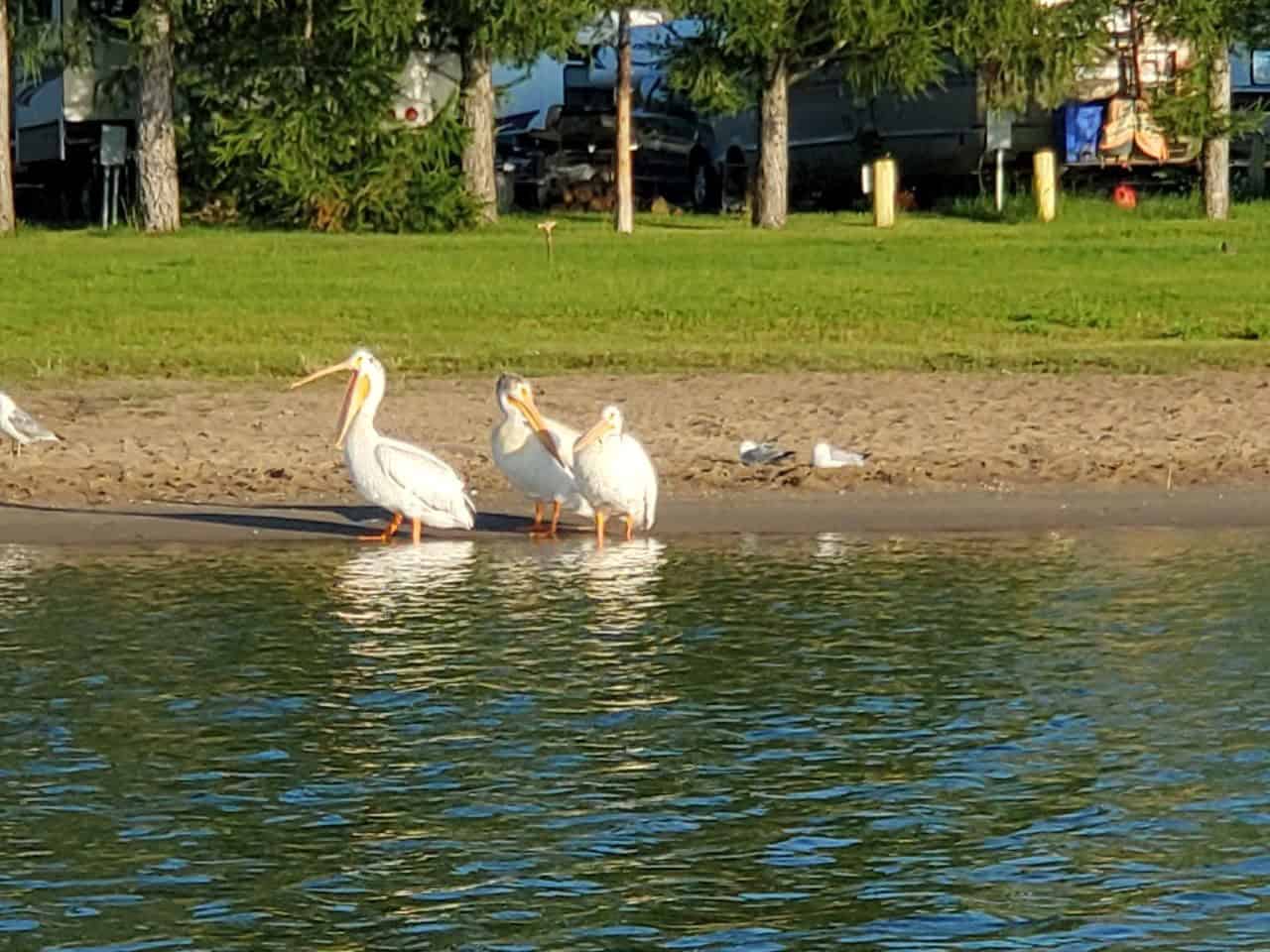 Fun birdwatching opportunities in southern Alberta Canada on many prairie lakes and ponds