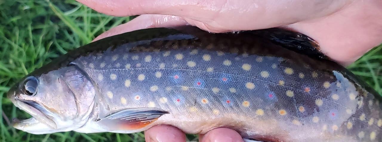 Brook trout fishing around the Sundre Alberta Canada region