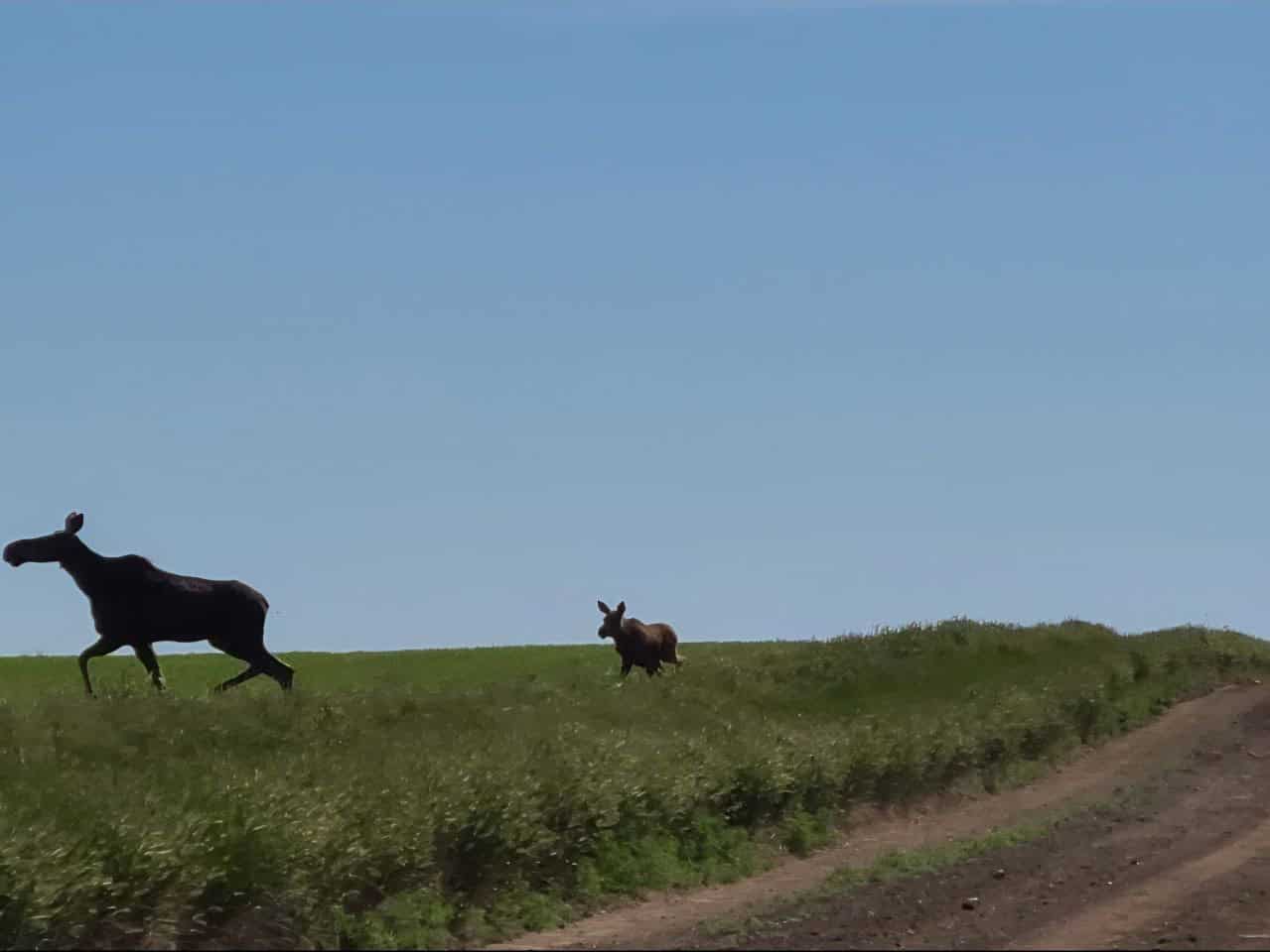 A mama moose and her baby in the East central Alberta Canada prairies