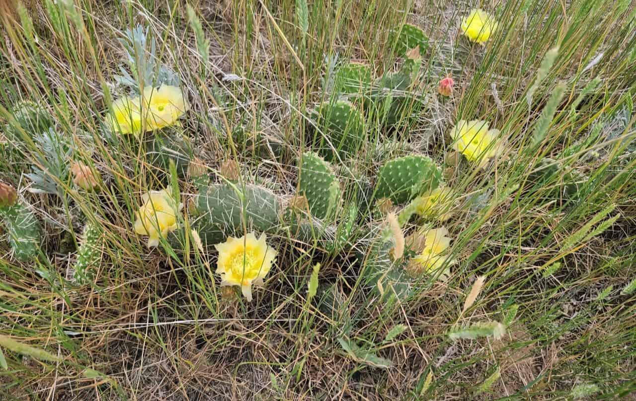 Cactus are a surprising find for most in Eastern Alberta Canada