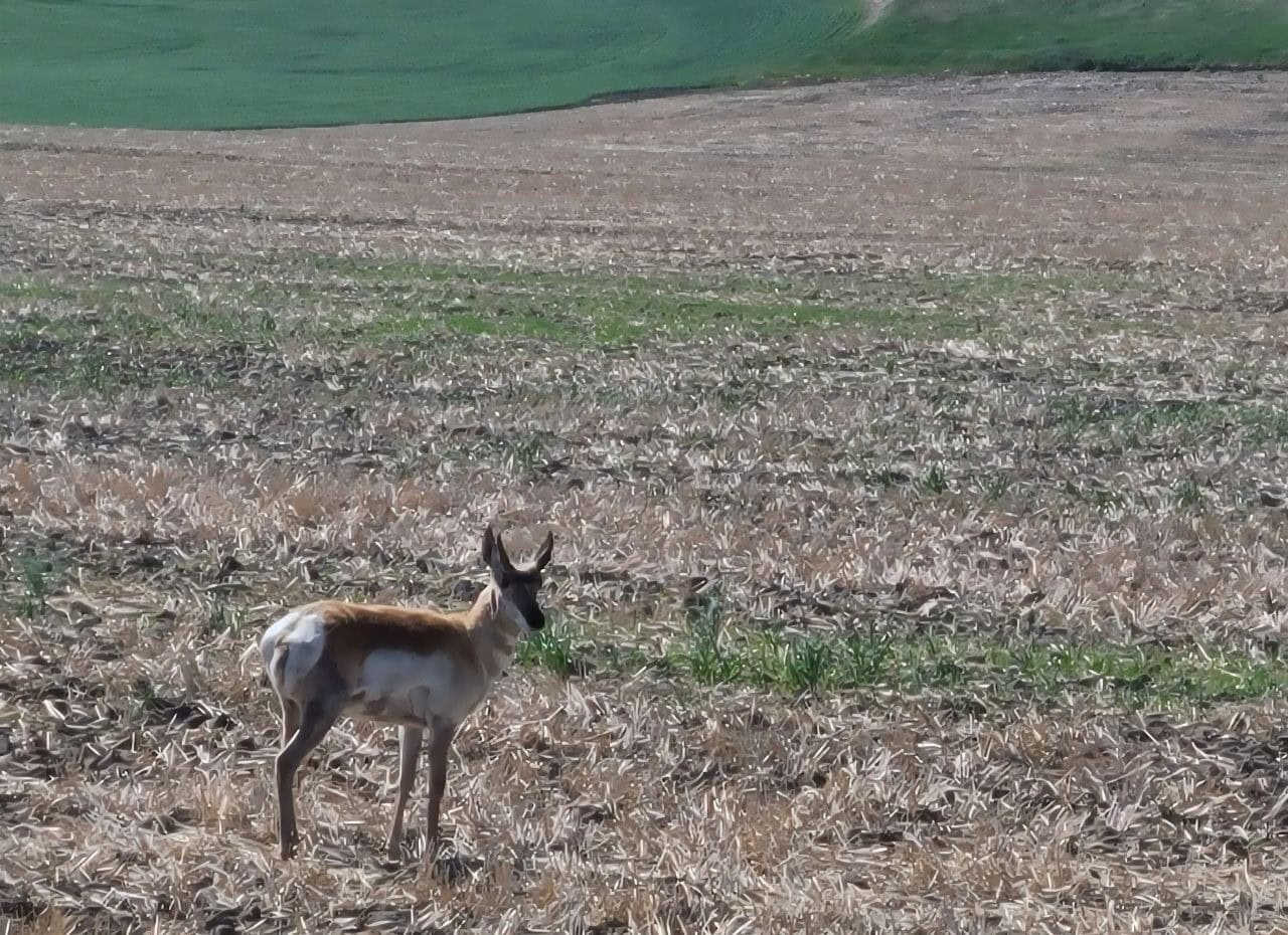 A pronghorn antelope in east central Alberta Canada