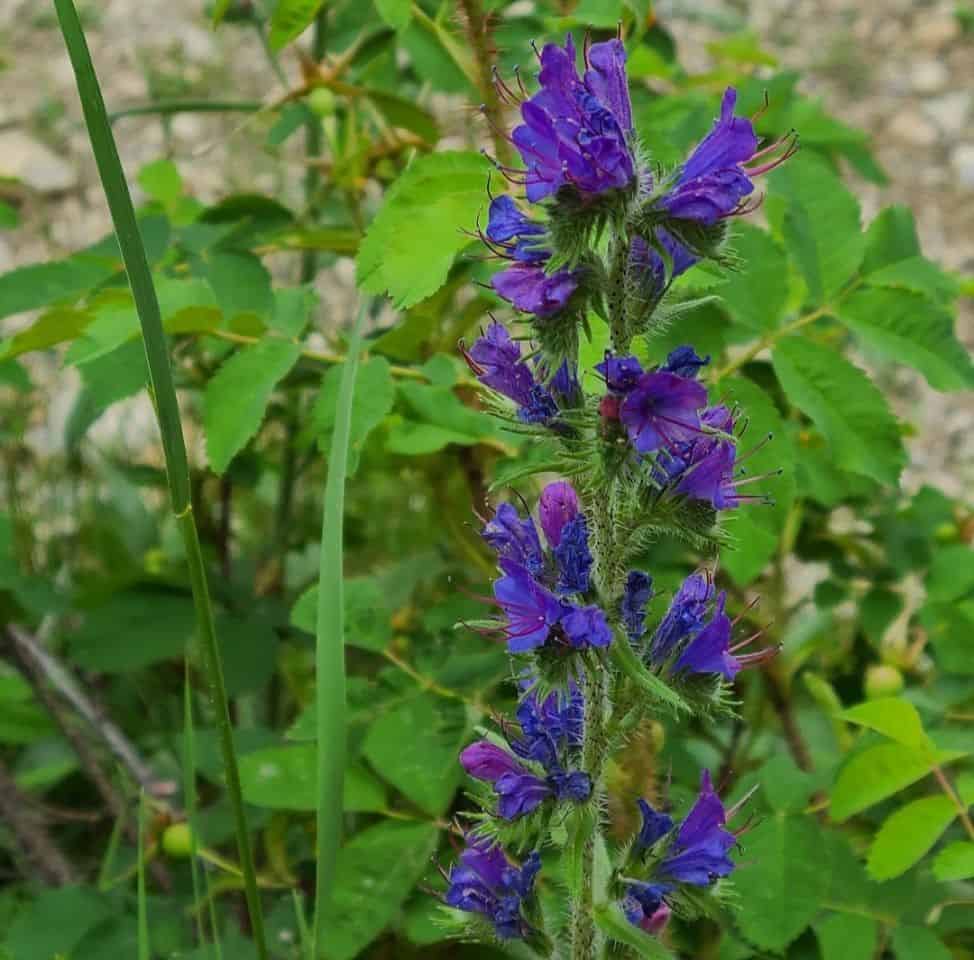 Crowsnest Pass Alberta Canada has an abundance of wildflower hikes