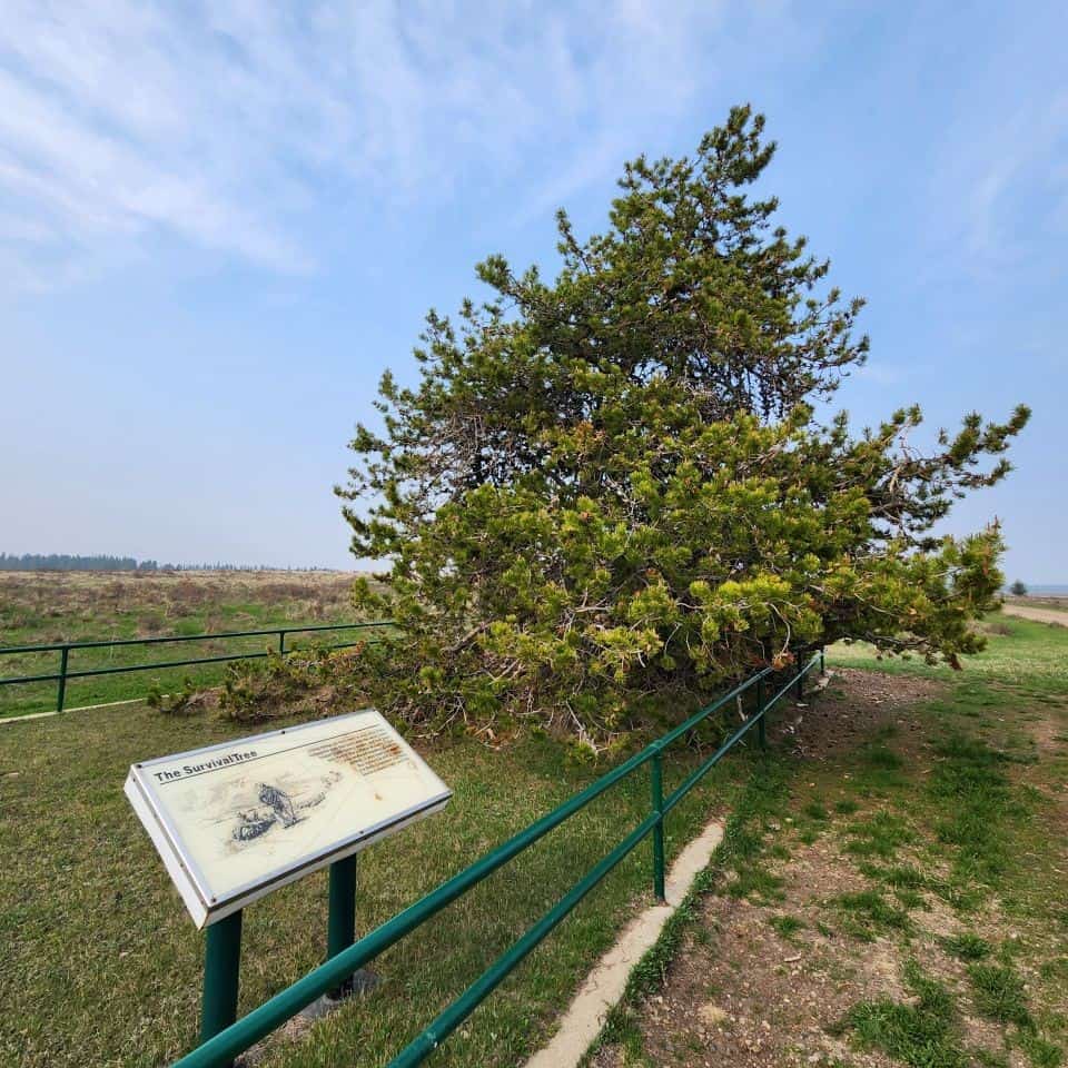 A historic tree that has withstood the test of time and prairie winds named The Survival Tree