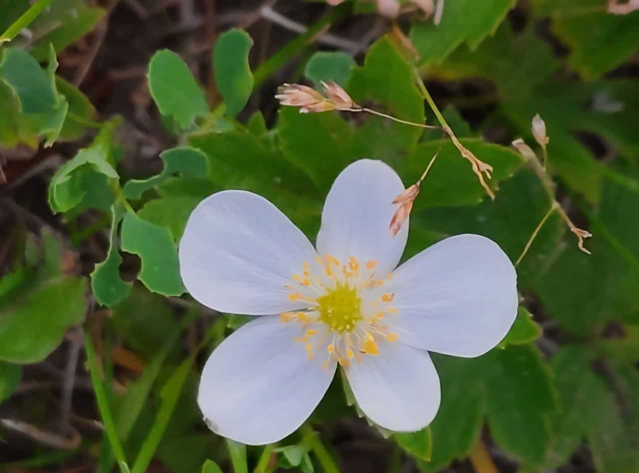 Summer is the perfect time to stop and smell the flowers in Alberta Canada